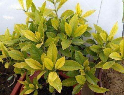 栀子花叶子发黄是什么原因