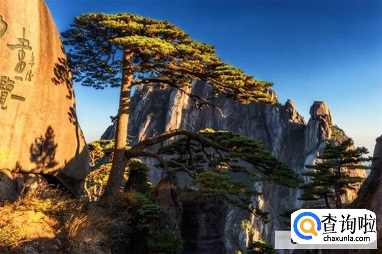 迎客松怎么养较旺盛