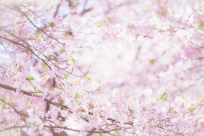 武汉樱花什么时候开