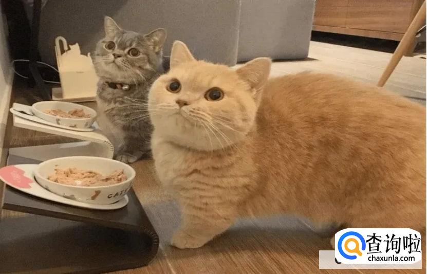 短脚猫好养吗?短脚猫价格!