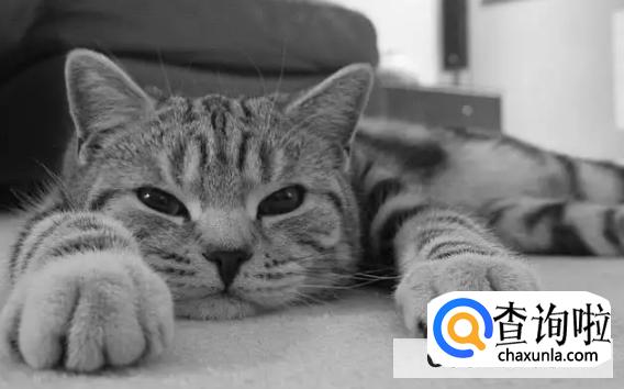 猫咪抑郁症治愈方法