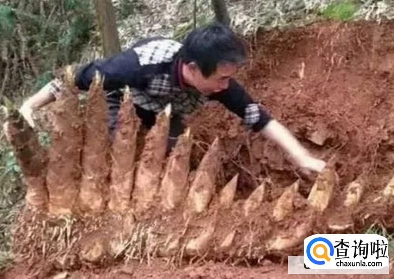 竹笋挖回来怎么处理才能吃的放心