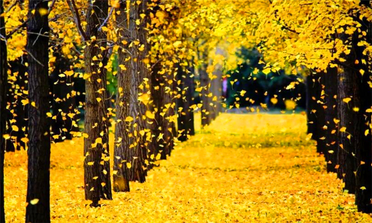 银杏之乡是哪个地方