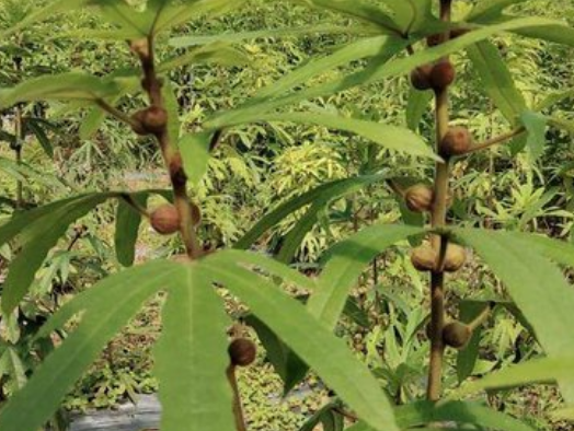 五指毛桃是什么