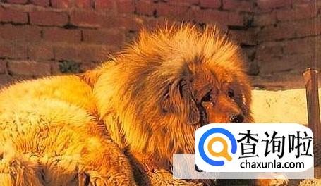 藏獒为啥不能养