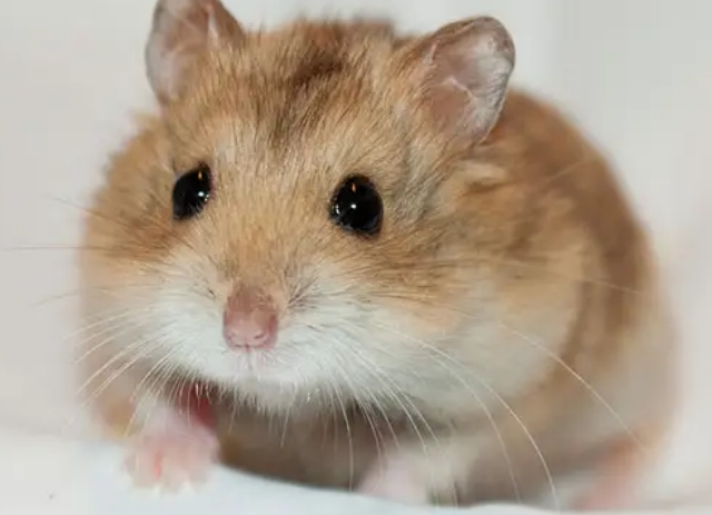 仓鼠的品种有哪些区别?