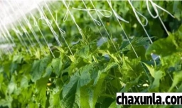 黄瓜快速生根的最好办法