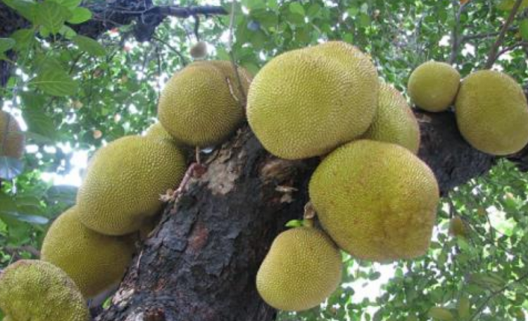 波罗蜜粘手怎么办