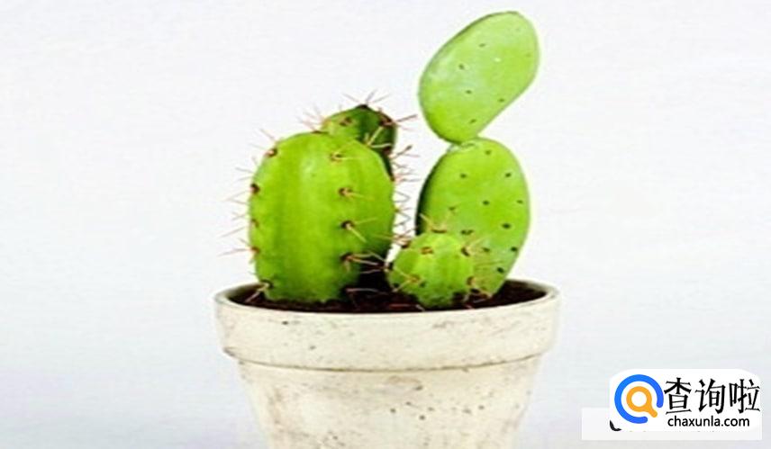 家里有红蚂蚁怎么能彻底消灭