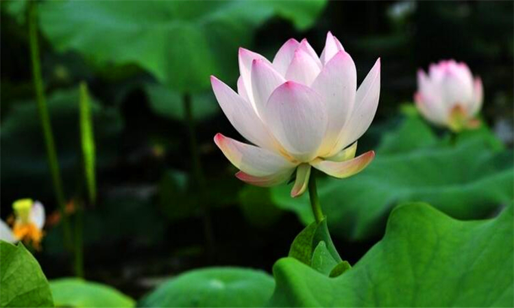 荷花有哪些象征意义