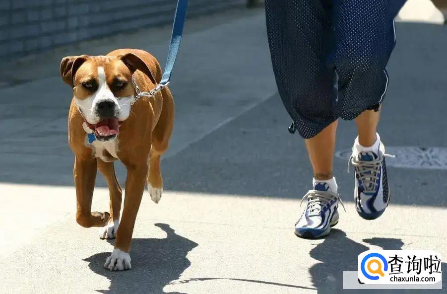遛狗最应该做的事情有哪些
