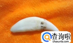 狼牙怎么辨别真假