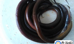 青椒丝爆炒黄鳝