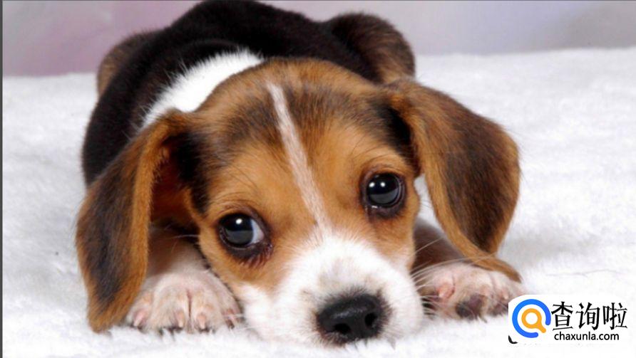 养宠物狗要注意什么