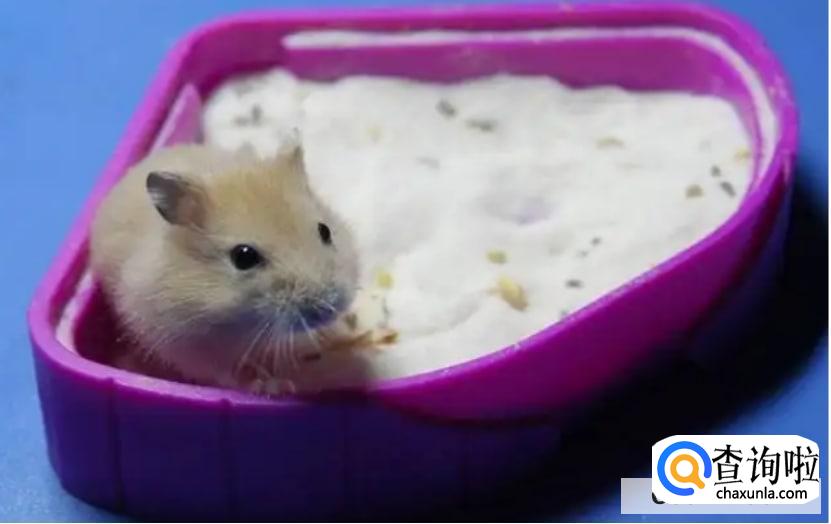 怎么给小松鼠洗澡？