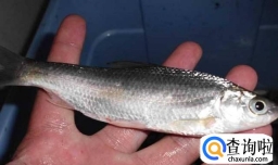 白条鱼的做法？白条鱼怎么做好吃？