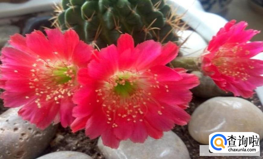 花苞怎么样才能快速开花