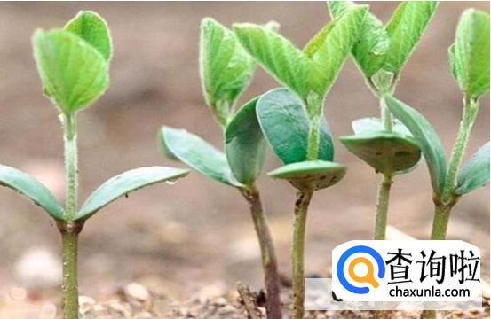 樱桃籽一般怎么育苗