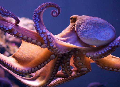 乌贼和章鱼的区别