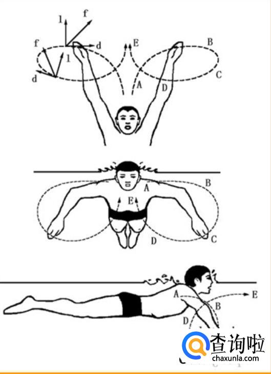 正确蛙泳姿势图解