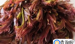 吃香椿可以美容养颜吗