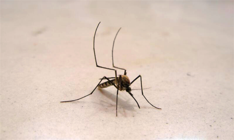 怎么让蚊子不咬自己