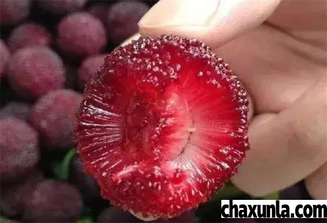 杨梅汁弄到衣服上怎么处理