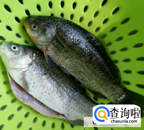 鱼的土腥味该怎么去除