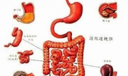 怎样通过提高基础代谢率来减肥