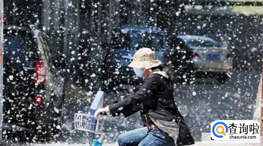 屋里都是柳絮怎么处理