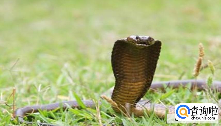 雄黄粉对蛇有用吗