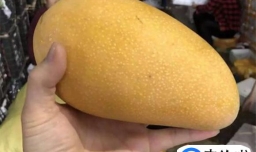 水仙芒大的好吃还是小的好吃