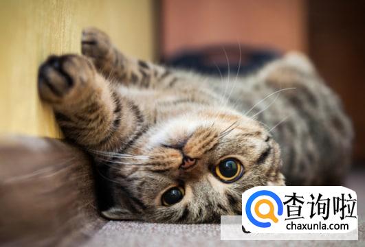 被猫抓破皮怎么办