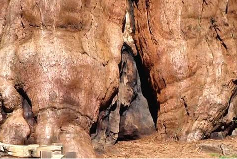 世界上最大的树