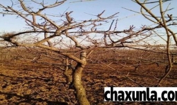 杏树叶子发黄枯萎落叶可以挽救吗