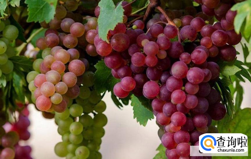 哪些水果有开胃的效果