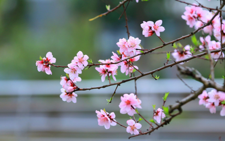 桃花的诗句