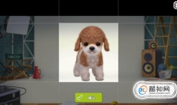 小汪汪手游如何设置小狗头像？