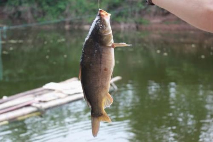 授人以鱼不如授人以渔什么意思