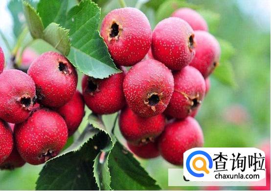 哪些食物易引起流产