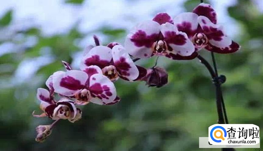 蝴蝶兰开完花要怎么养