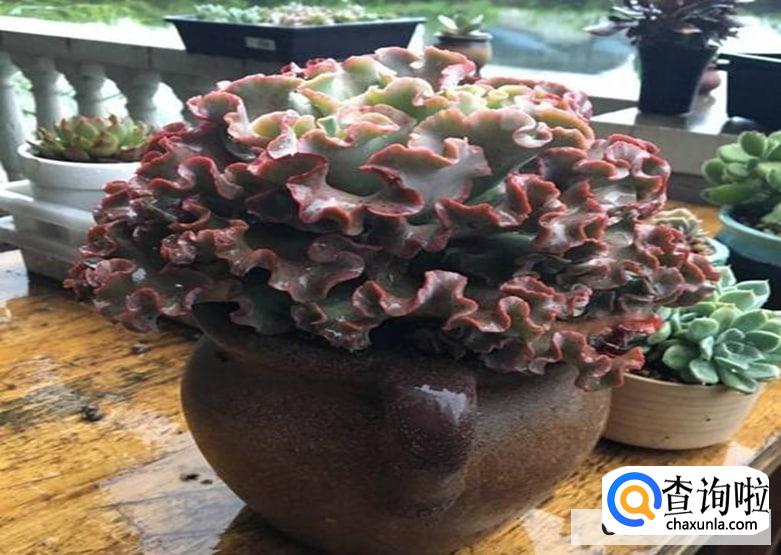 高沙多肉好养么怎么养