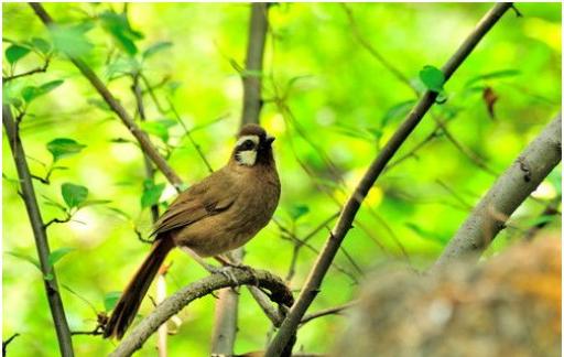 捕捉画眉鸟犯法吗