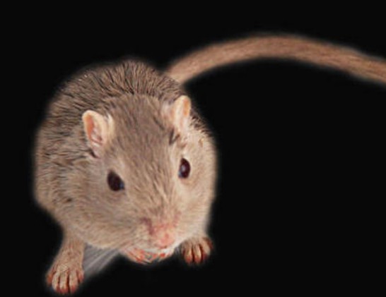 老鼠用什么辨味