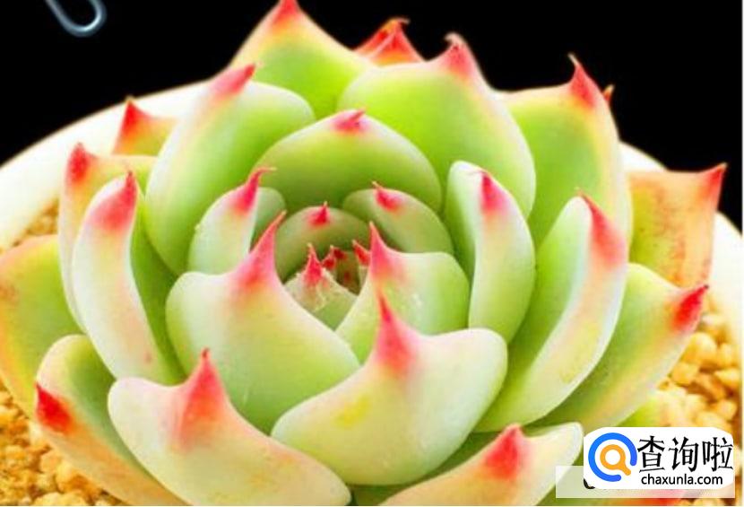 多肉植物怎么养护?