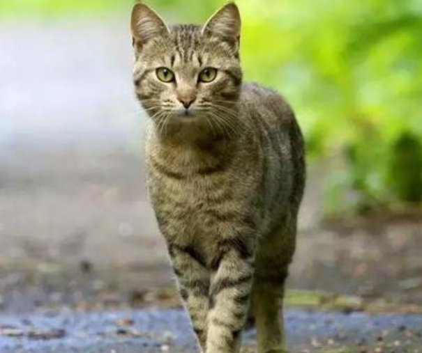 被猫咬了怎么办