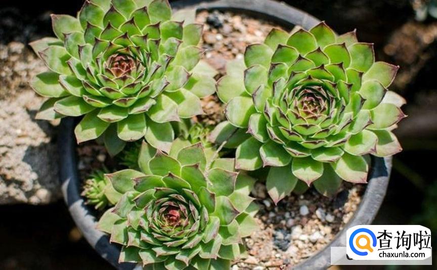 多肉观音莲如何养护更旺盛