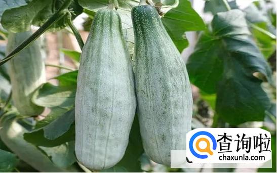 怎样种好杨角密