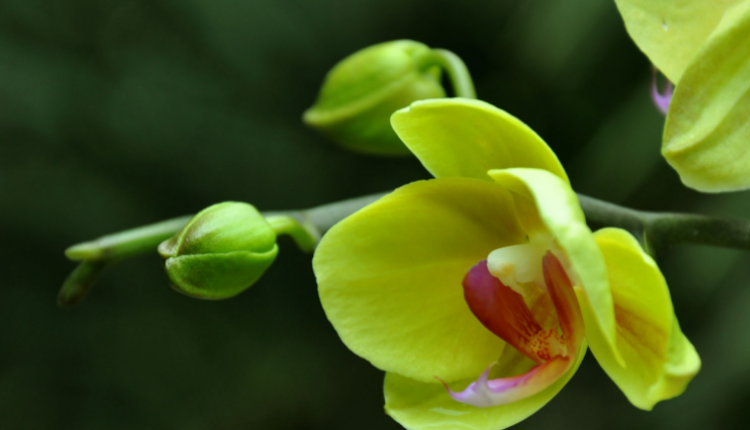 关于春天的成语有什么