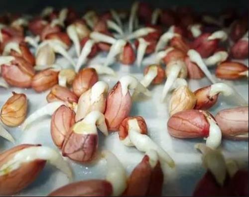 有哪些植物发芽之后不能食用呢